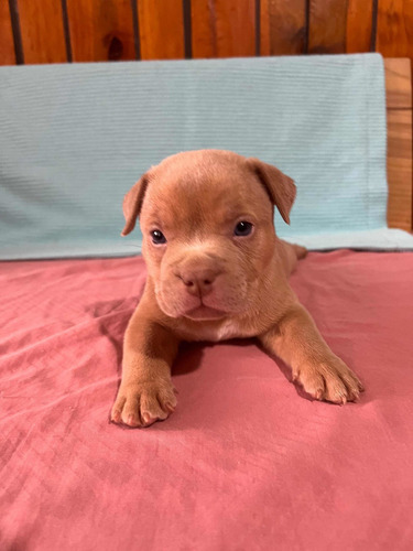 Cachorros American Bully Pocket Machos Abkc