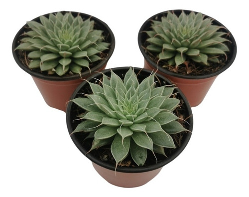 Graptoveria Silver Star Set 3 Pzas