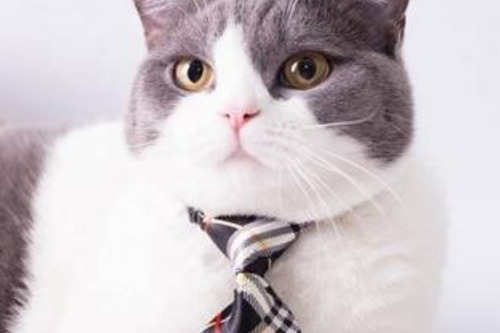 50 Corbatas Para Mascotas Para Gato - Unidad a $150