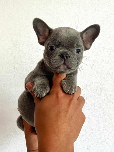 Cachorros De Bulldog Francés Blue Cali Medellin Y Bogota