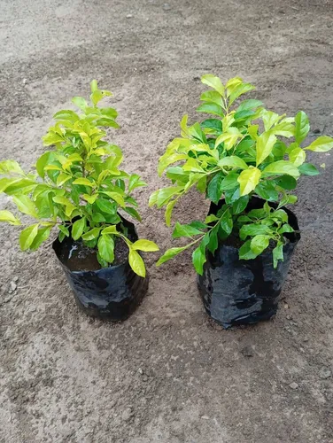 Plantas De Garbancillo