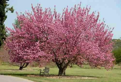 5 Sementes Sakura Cerejeira Japonesa Prunus P/ Mudas