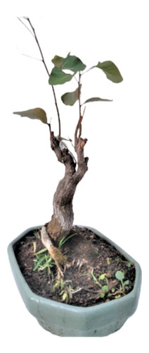 Bonsai De Brachichito (brachychiton Populneu ) + De 30 Años 