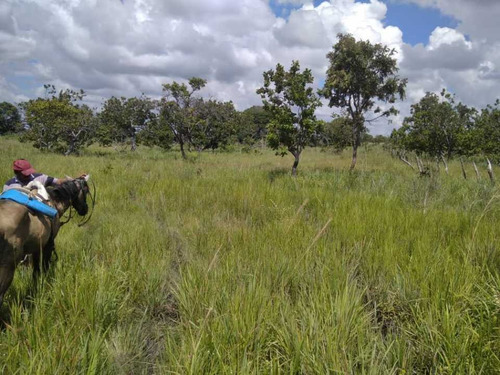 Imagen 11 de 19 de Finca De 1.410 Has En Guarico Para Actividad Agropecuaria.