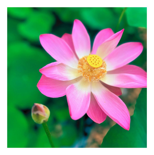 1000 Semente Flor De Lótus Rosa Nelumbo Alto Indice De Germi
