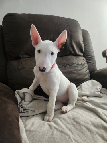 Bull Terrier 