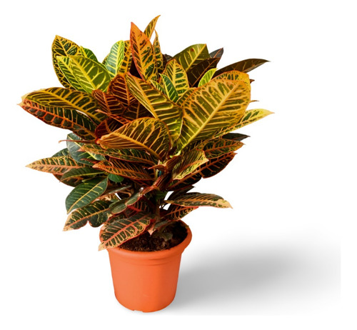 Croton Hojas Secas