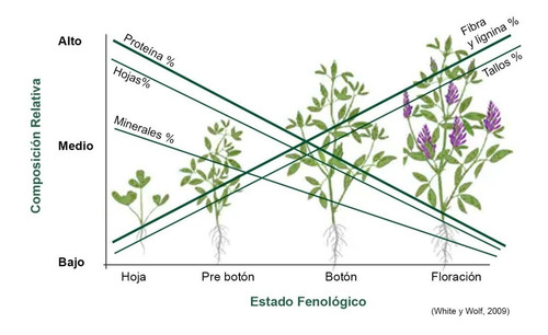 Semillas De Alfalfa Importada Picasso 617 25kg Peleteada
