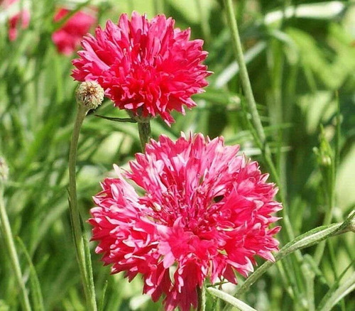 50 Semillas De Botón Rojo Altos Centaura Cyanus