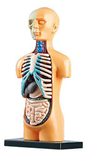 Conjunto De Modelo De Cuerpo Humano Científico 3d Juguetes