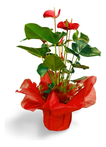Planta Cactus Para Regalar En Comuniones