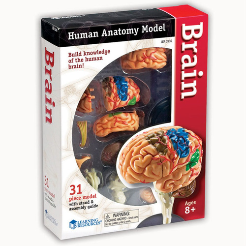 Modelo De Anatomía Cerebro Learning Resources Ler3335