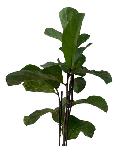 Planta Ficus Lyrata 3 Varillas 90 Cm De Alto