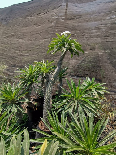 Imagen 2 de 3 de Palma De Madagascar Pachypodium Con Flor De 1.5 A 2 M De Alt