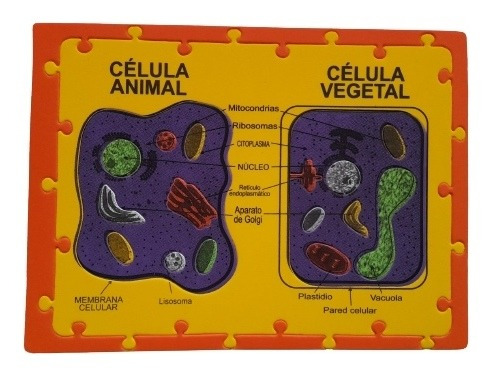 Maquetas De Celula Animal Y Vegetal | MercadoLibre ???? Maquetas De Celula Animal Y Vegetal | MercadoLibre ????