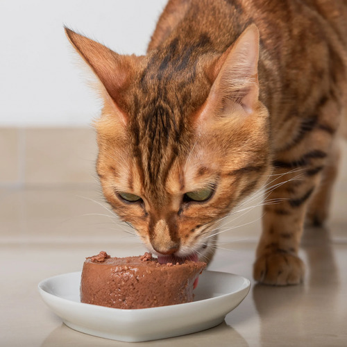 Pate Salmon Alimento Para Gatos Pack 24 Latas Felix 156 Gr