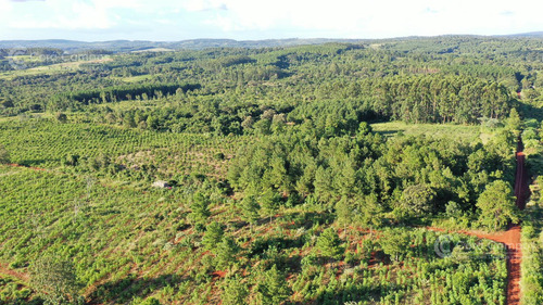 Se Vende Chacra En San Ignacio Misiones. Yerba, Forestación Y Arroyo