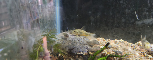 Pez Limpiafondo Corydora Elisae Gris