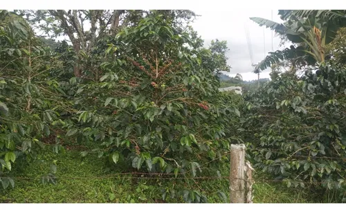 Se Vende Finca En Chaguala - Salento
