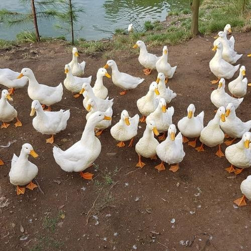 pic Imagens De Um Marreco marreco pequim puros no padrao r 200
