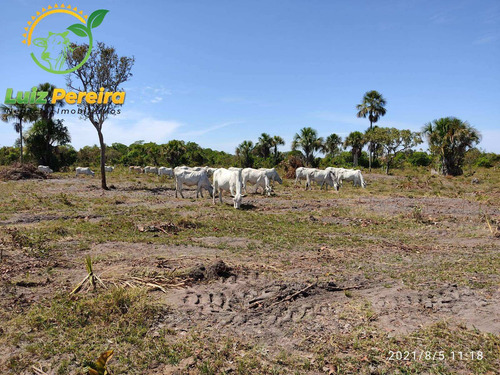 Imagem 1 de 15 de Fazenda À Venda No Vale Do Araguaia - To 532 Hec (dupla Aptidão) - 1912