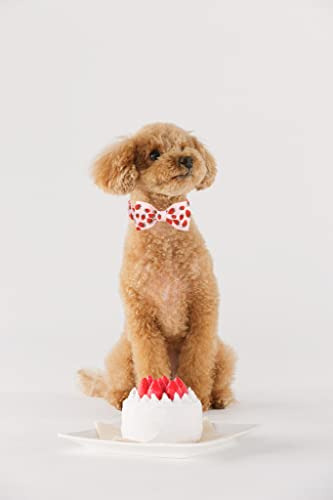 Collar Perro Lionet Paws - Verano Ajustable Con Lazo De