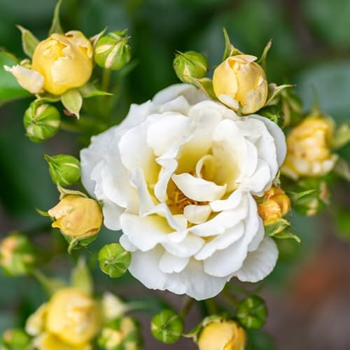 Rosa De Palomitas De Maíz A La Deriva, 2 Galones