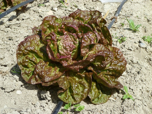 Imagen 3 de 4 de Semillas Lechuga Manteca Maravilla 4 Estaciones Muy Tierna