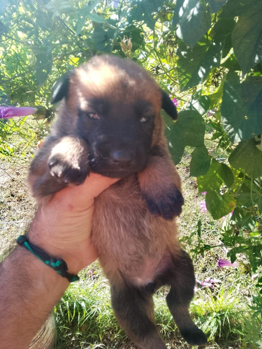 Cachorros Belga Malinois