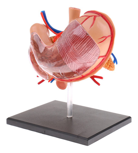 Imagem 4 de 8 de Pâncreas Humano Do Estômago 2: 3 Com Estudo De Anatomia Do