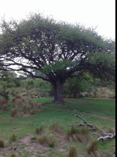 Imagen 1 de 8 de Campo De 431 Ha En Concaran.a 1.500 Metros Del Pueblo.