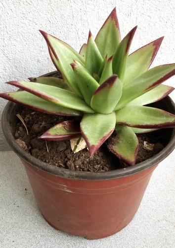 Suculenta Echeveria Agavoides En Maceta De 6 Pulgadas (Usado)