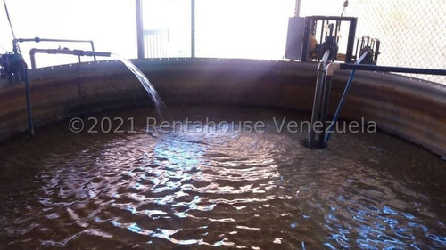 Imagen 7 de 24 de Angelica Nati Rent A House Finca En Venta Vallecito Tinaquillo Cojedes Cod 22m6016 Ar