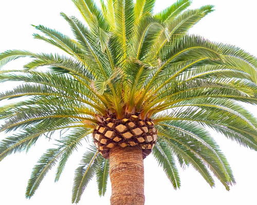 Palmeras Phoenix Canariensis,   Palmera Canaria     