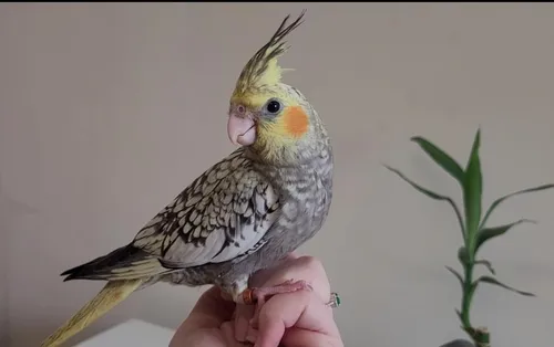 Calopsita Mansa Pet Com Garantia De Saude