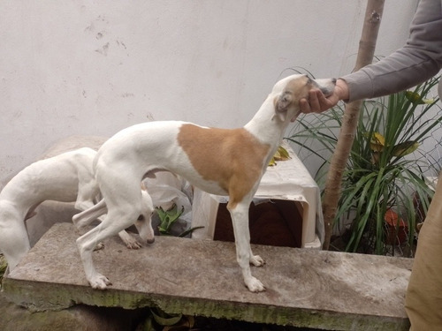 Whippet Macho Cachorros