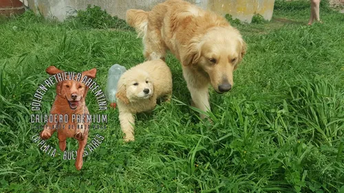 Cachorros Y Cachorras Golden Retriever Pureza A La Vistaa