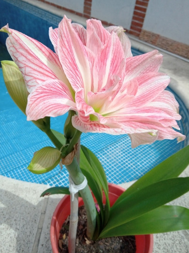 Bulbo Amaryllis Exotico Pretty Nymph. Caba. Envíos