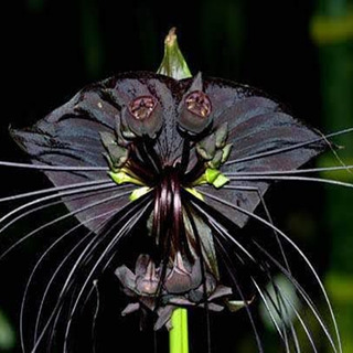 Mudas De Orquideas Tacca Branca | MercadoLivre 📦