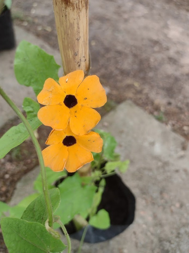 Ojo De Poeta En Sus Tres Colores Blancas Amarillas Y Naranja