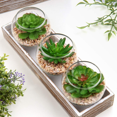 Kit Plantas Suculentas Recuerdos Maceta De Vidrio Moderno
