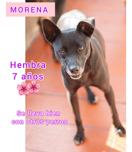 Y Si En Vez Del Cachorrito Adoptas Al Que Mas Lo Necesita ??