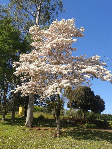 Guayacan Blanco Mas Semillas 