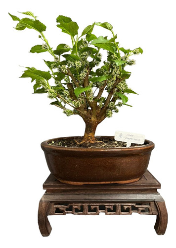 Bonsai Mora Morus N4 12años En Maceta Ceramica Esmaltada