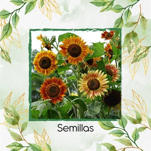 40 Semillas De Flor Girasol Belleza De Otoño