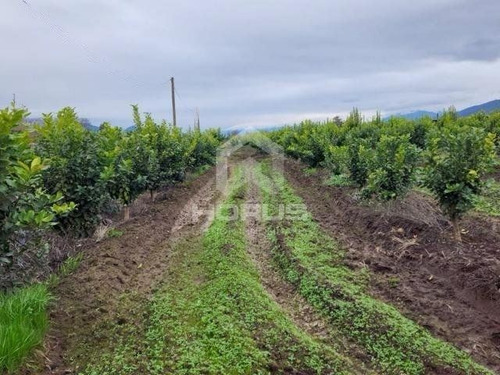 Venta De Parcela En Peumo