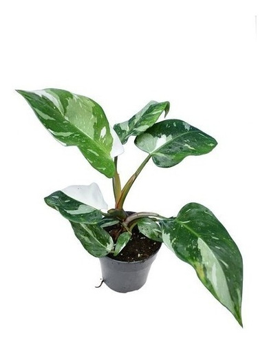 Philodendron White Princess Filodendro Branco Variegata Raro