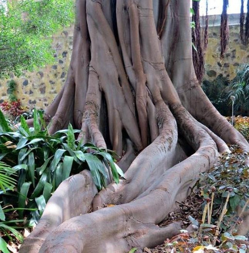 Sementes Figo De Cacho Ficus Racemosa Árvore Frutas P/ Mudas