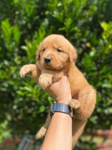 Imagen 6 de 10 de Cachorros Golden Retriever Cali Medellin Bogota