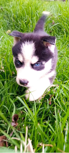 Cachorro Husky Siberiano